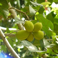 <i>Sterculia balanghas</i>  L.